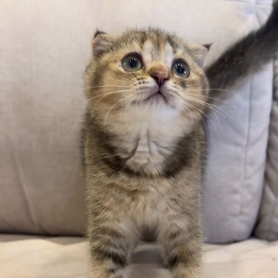 สก็อตติช โฟลด์ (Scottish Fold) แมวสก๊อตติชโฟลด์ (Scottish Fold)