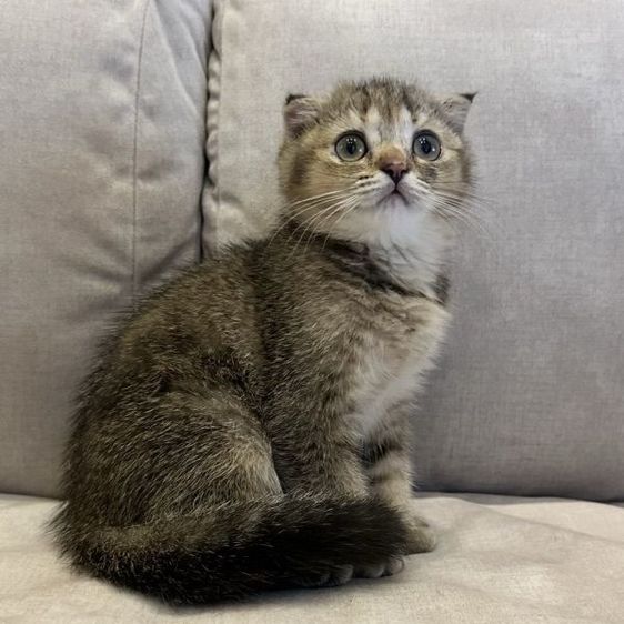 แมวสก๊อตติชโฟลด์ (Scottish Fold) รูปที่ 8