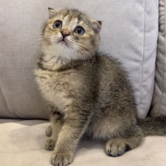 แมวสก๊อตติชโฟลด์ (Scottish Fold) รูปที่ 3