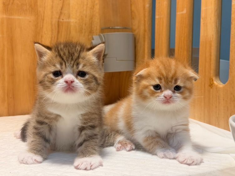 สก็อตติช โฟลด์ (Scottish Fold) แก๊งค์ แมวส้ม