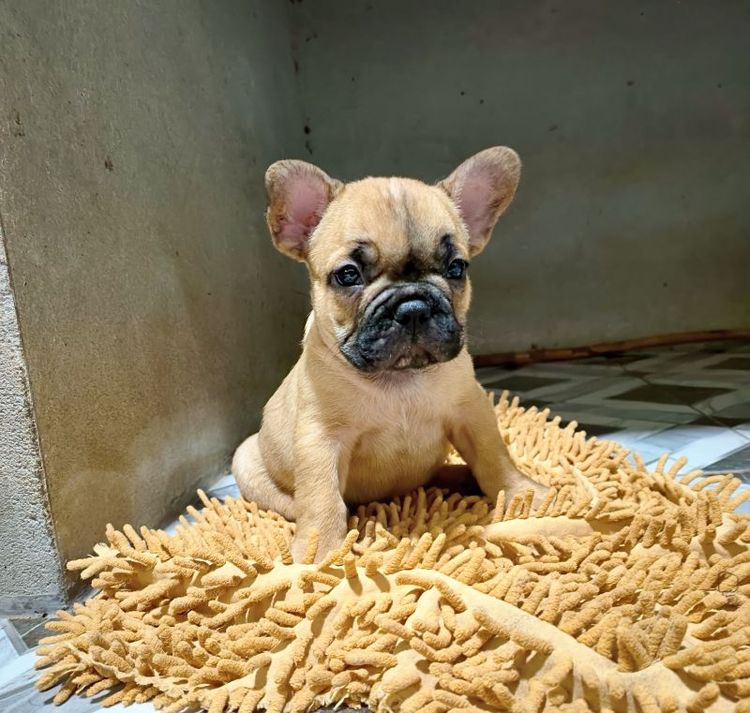 เฟรนช์ บูลด็อก (French Bulldog) เล็ก เฟรนช์บูลด็อก