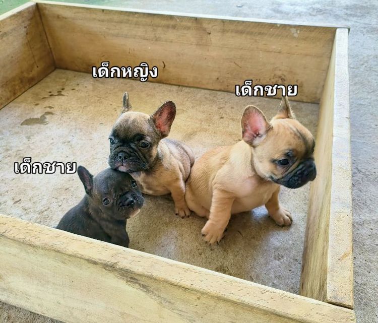 เฟรนช์บูลด็อก รูปที่ 2