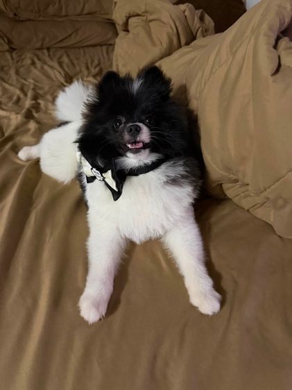 ปอมเมอเรเนียน (Pomeranian) เล็ก ปอมเพศผู้8เดือนวัคซีนครบ