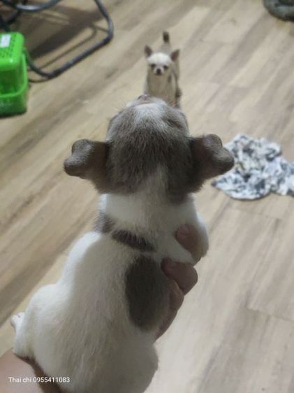 ชิวาวาเมียมาคไซ รูปที่ 4