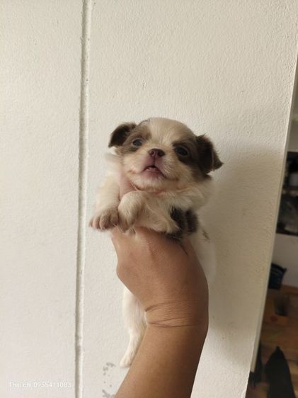 ชิวาวาสีขาวบลู รูปที่ 4