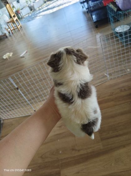 ชิวาวา (Chihuahua) เล็ก ชิวาวาสีขาวบลู