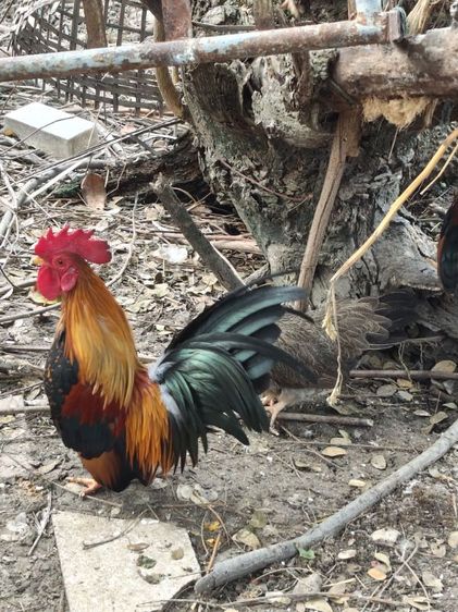 ขายไก่แจ้