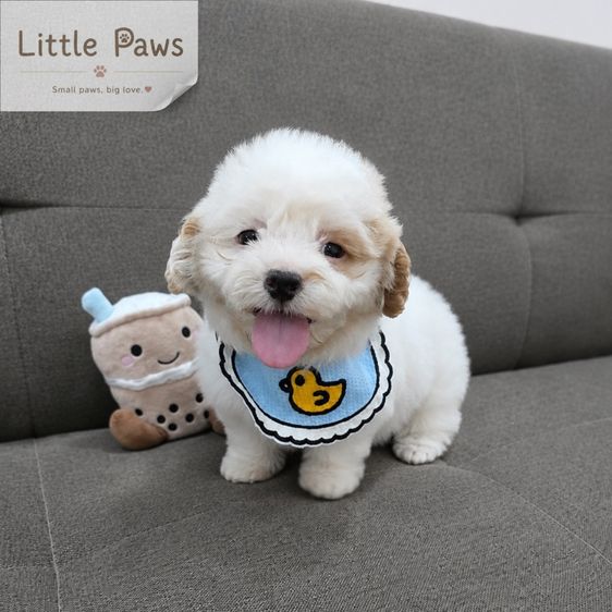 ชิสุ (Shih Tzu) เล็ก ชิสุทอลทีสค้าบบ🐾🐶