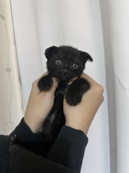 สก็อตติช โฟลด์ (Scottish Fold) แมวดำ สก็อตติชผสมเบงกอล