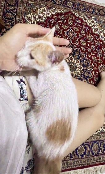 ให้แมวฟรีน้องหลงเข้ามา
