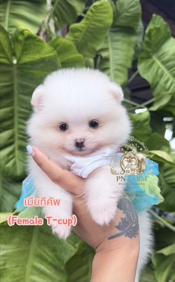 ปอมแท้ราคาถูก รูปที่ 3