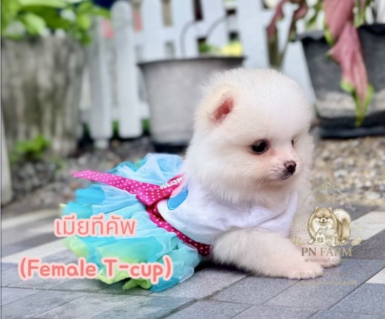 ปอมแท้ราคาถูก รูปที่ 8