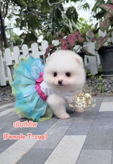ปอมแท้ราคาถูก รูปที่ 2