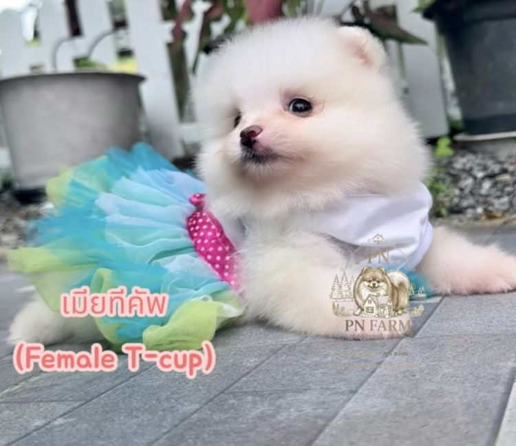 ปอมแท้ราคาถูก รูปที่ 6