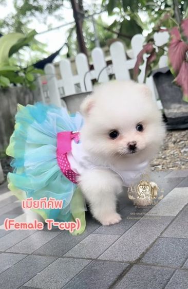 ปอมแท้ราคาถูก รูปที่ 10