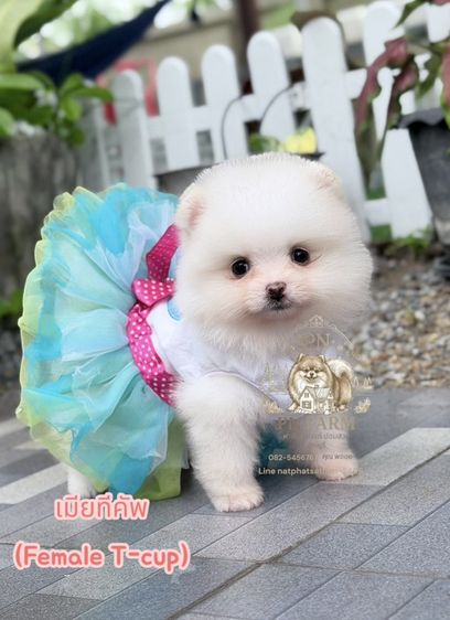 ปอมแท้ราคาถูก