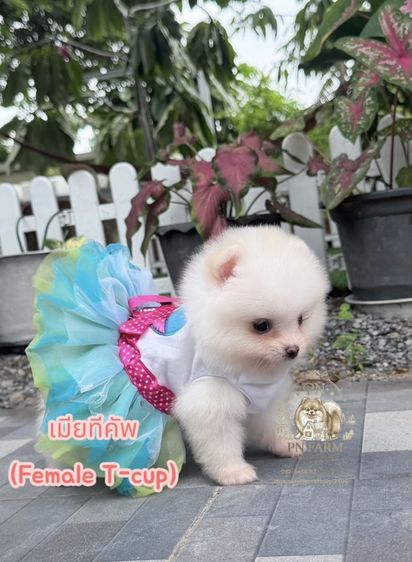 ปอมแท้ราคาถูก รูปที่ 5