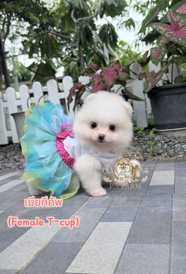 ปอมแท้ราคาถูก รูปที่ 4