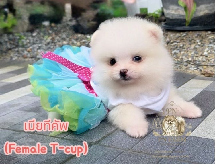 ปอมแท้ราคาถูก รูปที่ 9