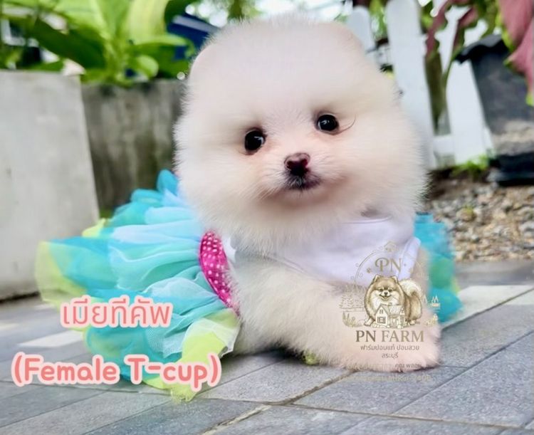 ปอมแท้ราคาถูก รูปที่ 7
