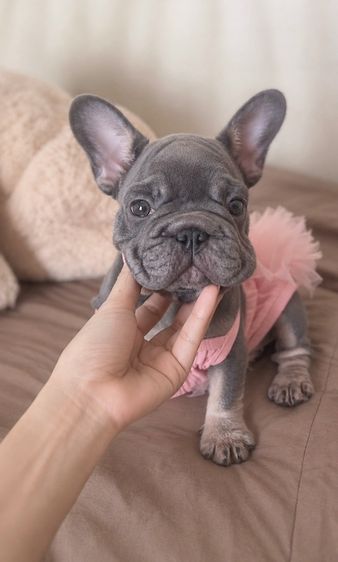 เฟรนช์ บูลด็อก (French Bulldog) เฟรนช์บลูด็อก