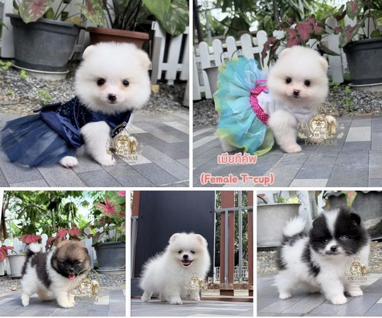 ปอมแท้ราคาถูก