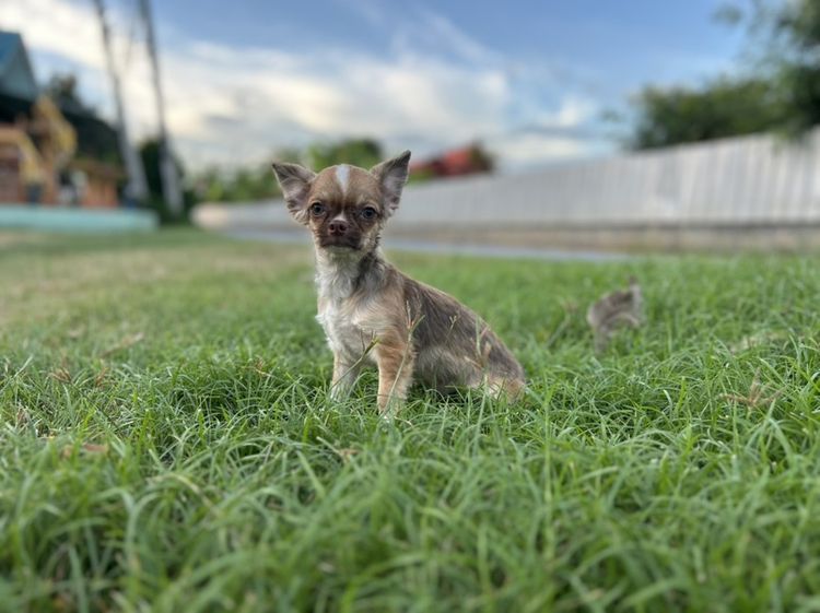 ลูกสุนัข รูปที่ 3