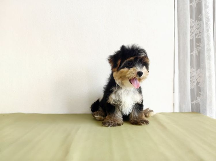 มอร์กี้ Morkie male ผู้ชาย รูปที่ 4