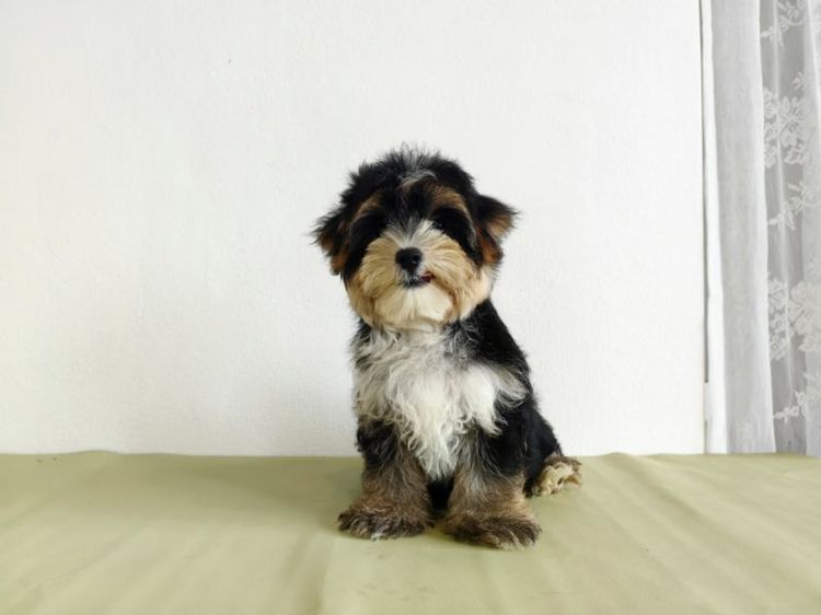 มอร์กี้ Morkie male ผู้ชาย รูปที่ 2