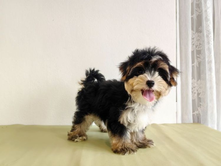 มอร์กี้ Morkie male ผู้ชาย