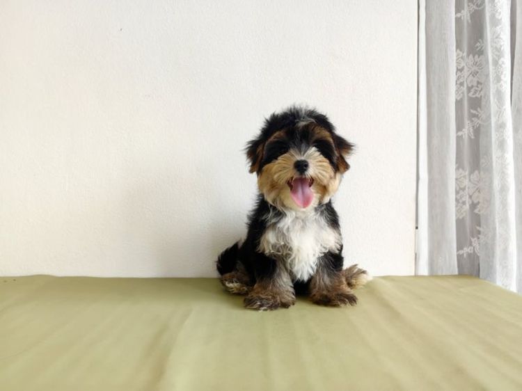มอร์กี้ Morkie male ผู้ชาย รูปที่ 5