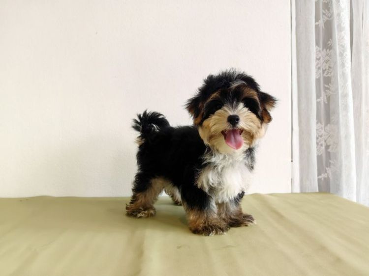 มอร์กี้ Morkie male ผู้ชาย รูปที่ 3
