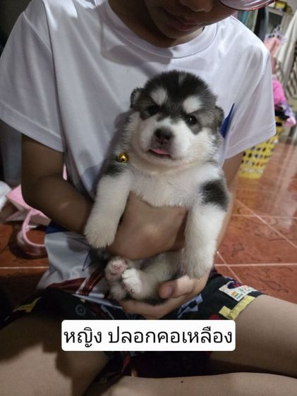 ลูกสุนัข ไซบีเรียน รูปที่ 4