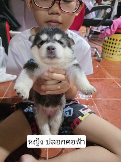 ลูกสุนัข ไซบีเรียน รูปที่ 3