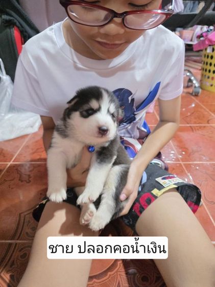 ไซบีเรียน ฮัสกี้ (Siberian Husky) ใหญ่ ลูกสุนัข ไซบีเรียน