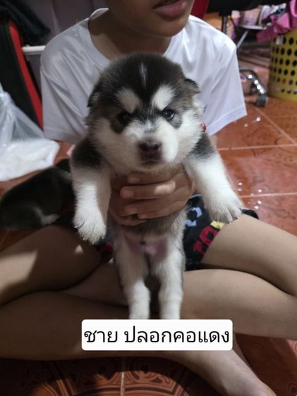 ลูกสุนัข ไซบีเรียน รูปที่ 5