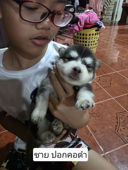 ลูกสุนัข ไซบีเรียน รูปที่ 2