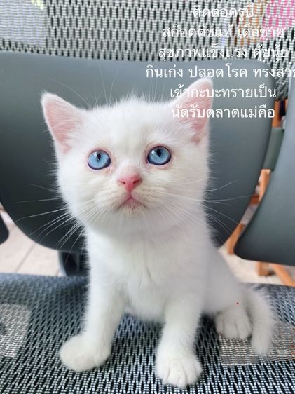 สก็อตติช โฟลด์ แท้ จ่ำม่ำ ทรงสวยมาก นัดรับ