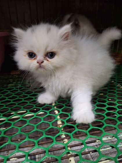 ลูกแมวเปอร์เชีย รูปที่ 6
