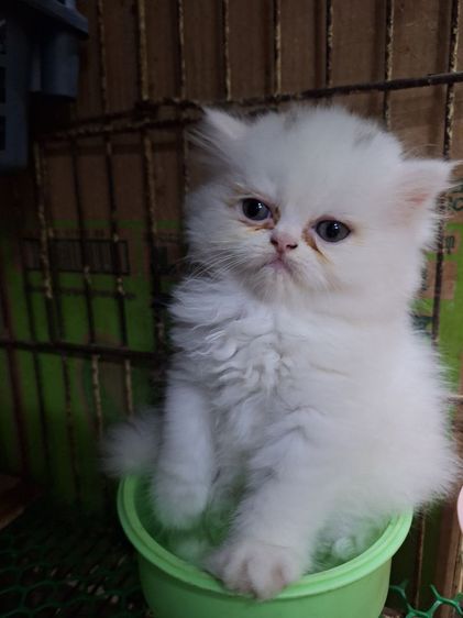 ลูกแมวเปอร์เชีย รูปที่ 3