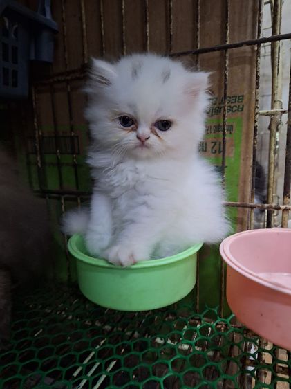 ลูกแมวเปอร์เชีย รูปที่ 4
