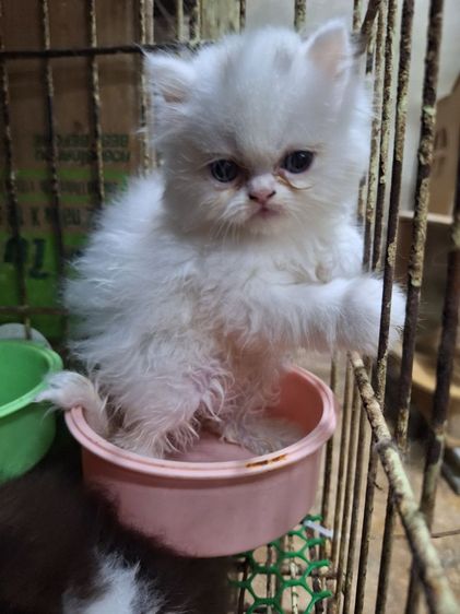 ลูกแมวเปอร์เชีย รูปที่ 12