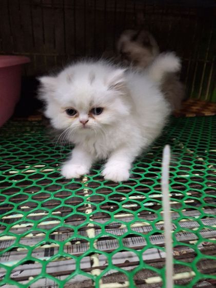 ลูกแมวเปอร์เชีย รูปที่ 7