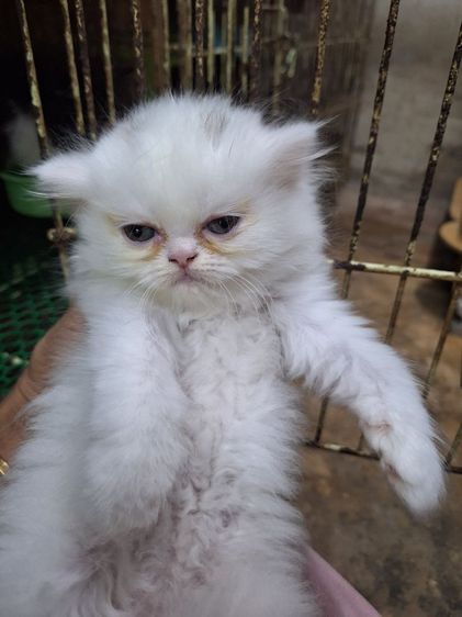 ลูกแมวเปอร์เชีย รูปที่ 15