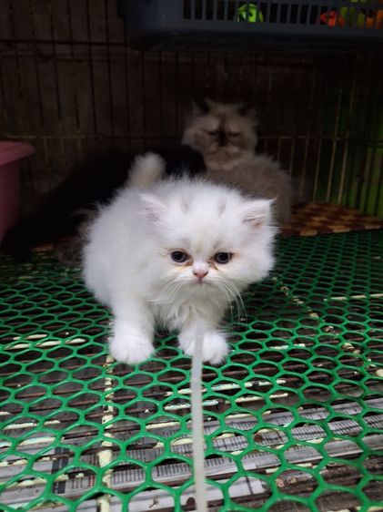 ลูกแมวเปอร์เชีย รูปที่ 9