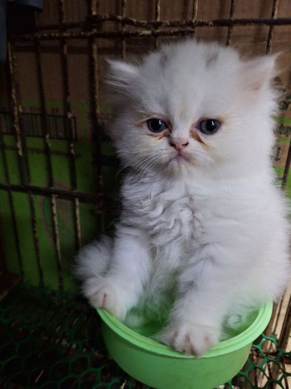 ลูกแมวเปอร์เชีย รูปที่ 2