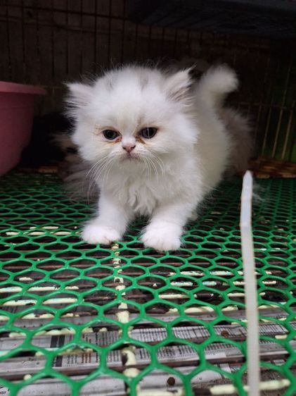 ลูกแมวเปอร์เชีย รูปที่ 8