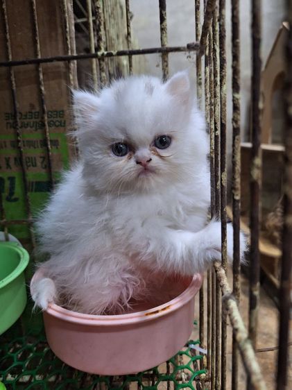 ลูกแมวเปอร์เชีย รูปที่ 10