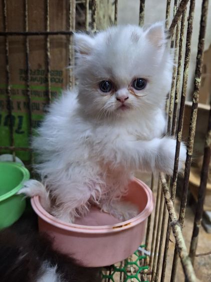 ลูกแมวเปอร์เชีย รูปที่ 11
