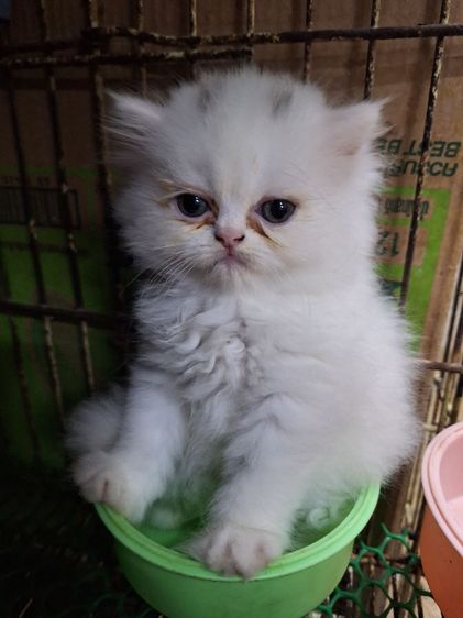 ลูกแมวเปอร์เชีย